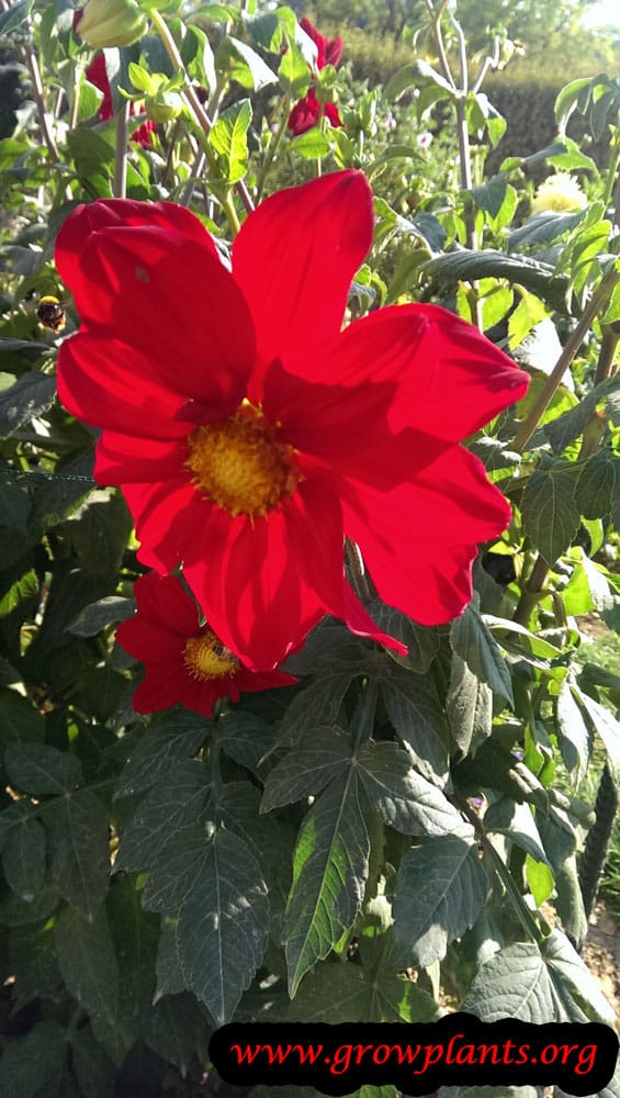 Dahlia philine flower