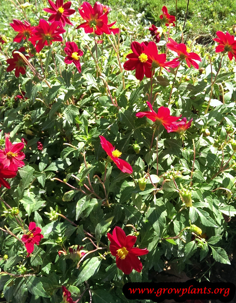 Growing Dahlia philine flower