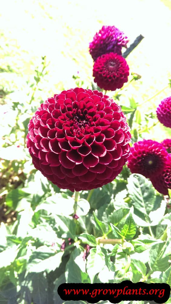 Dahlia pompon How to grow & care
