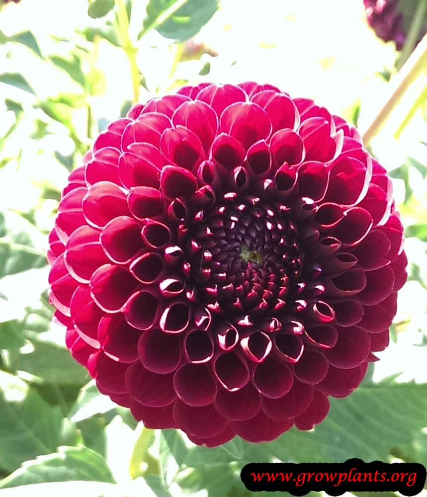 Dahlia pompon flower