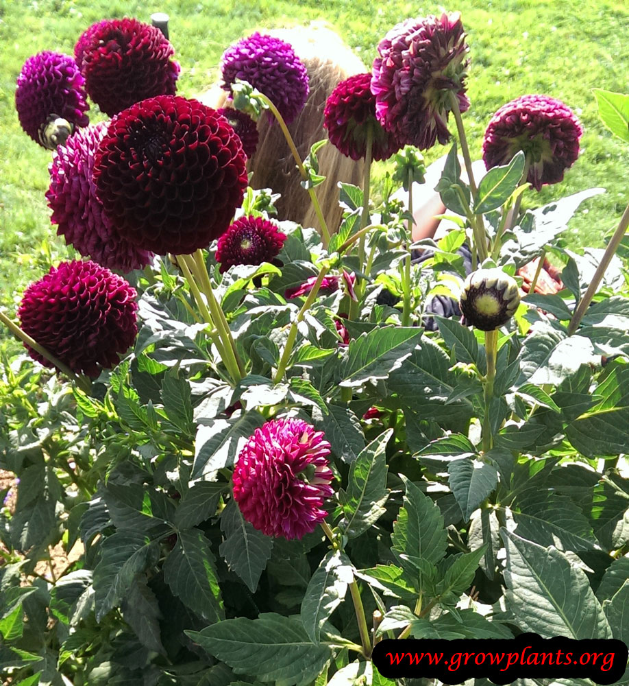 Dahlia pompon How to grow & care