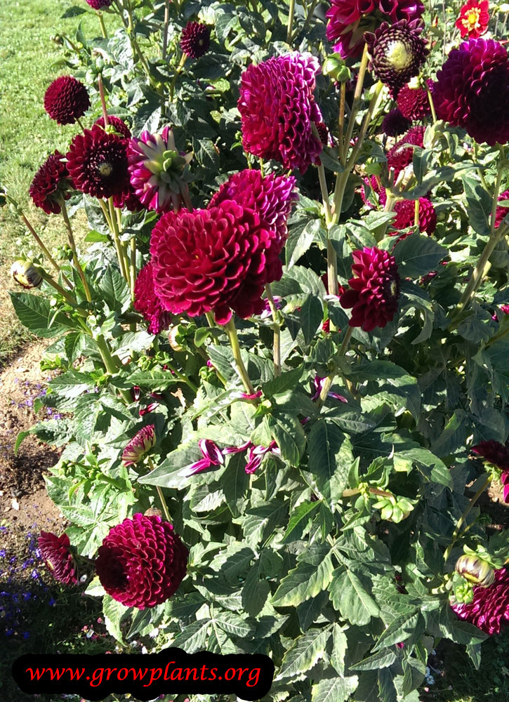 Dahlia pompon How to grow & care
