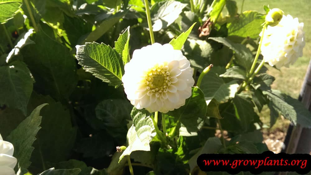 Dahlia pompon How to grow & care
