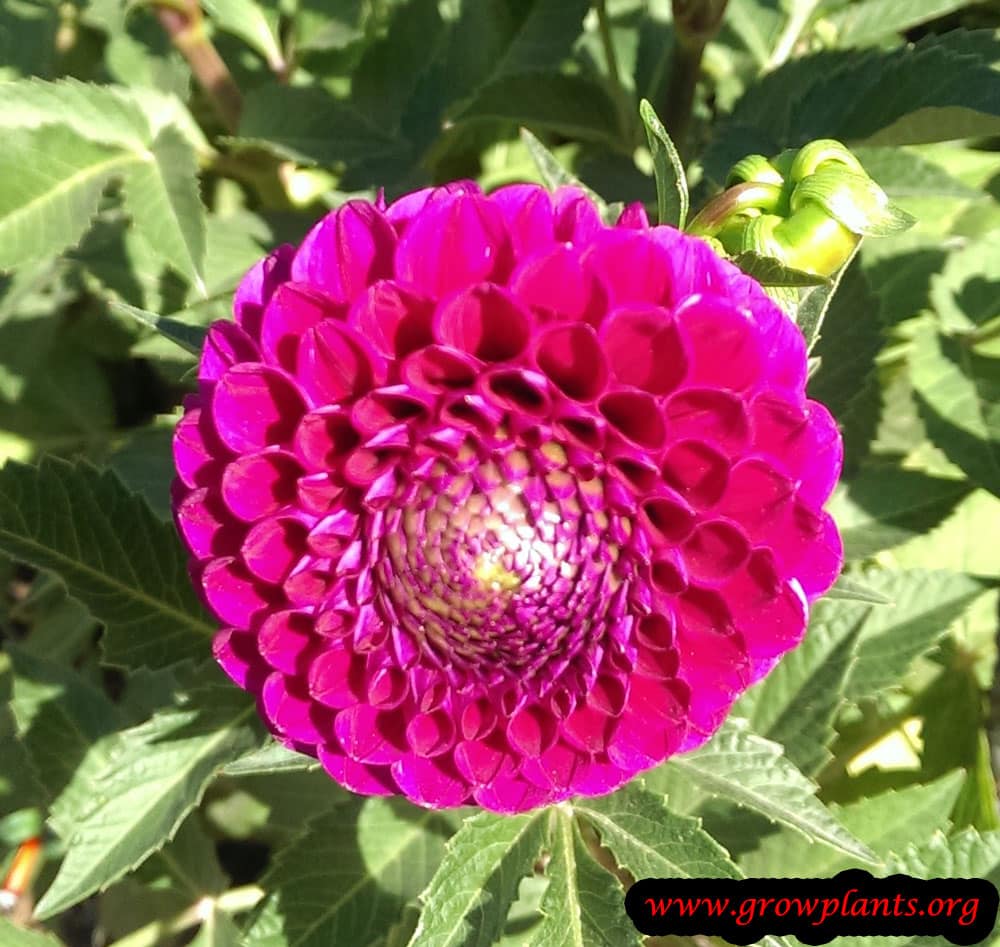 Dahlia pompon How to grow & care