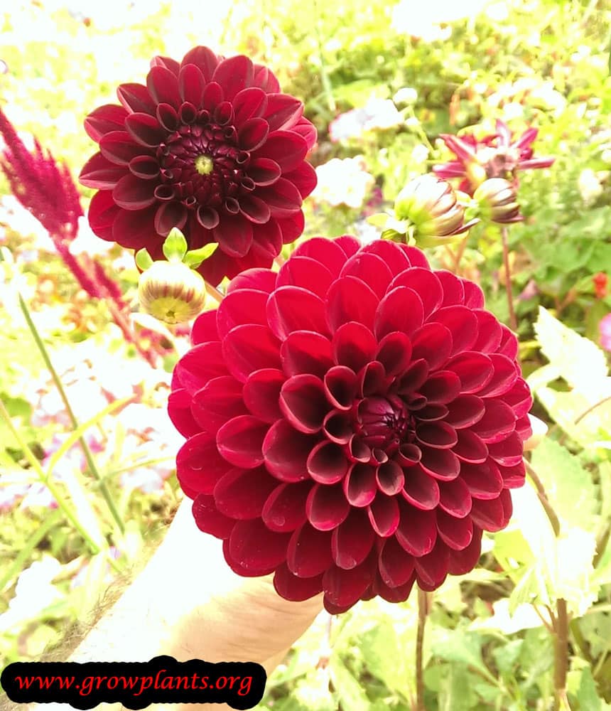 Dahlia pompon How to grow & care