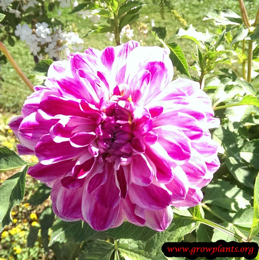 Dahlia prince deckmuhl