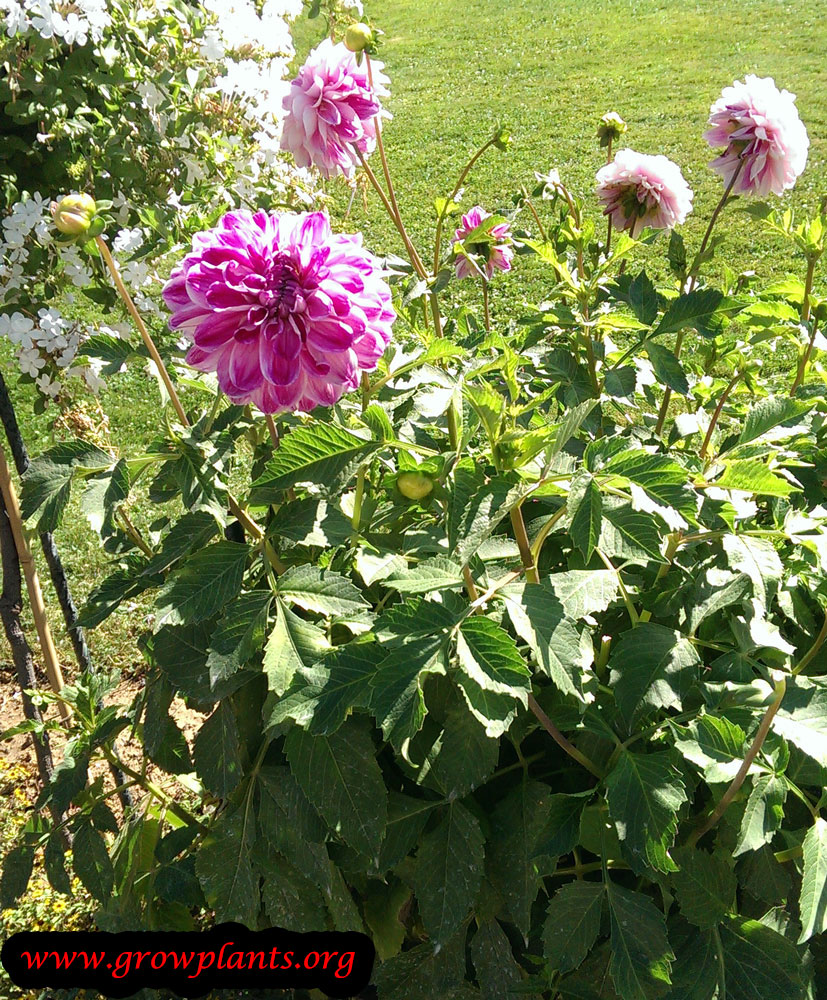 Dahlia prince deckmuhl plant care