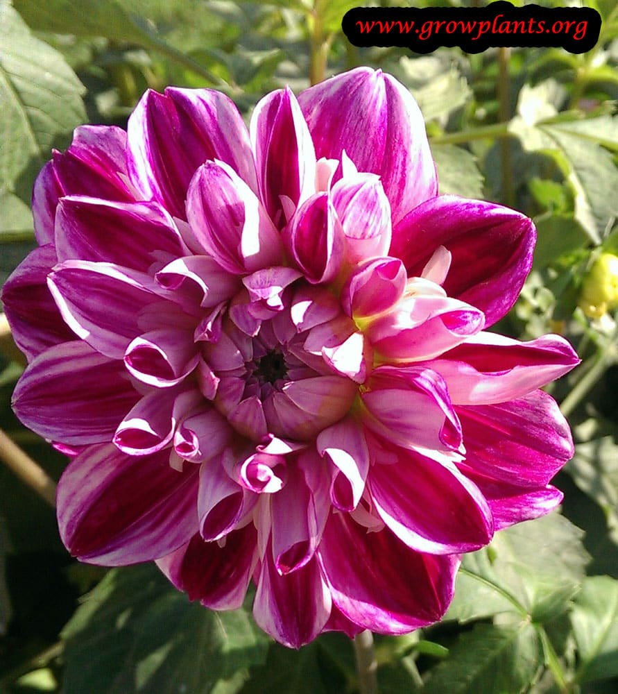 Dahlia prince deckmuhl flower