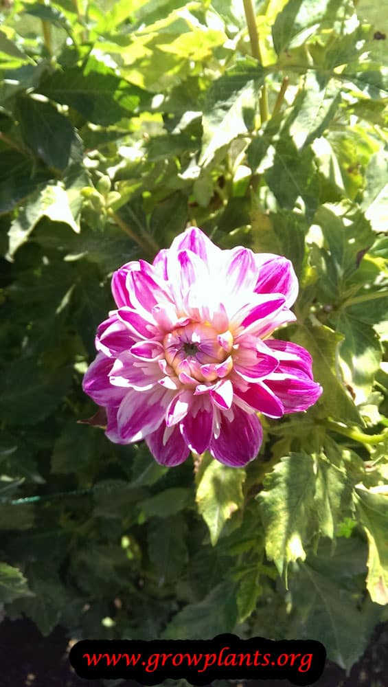 Growing Dahlia prince deckmuhl