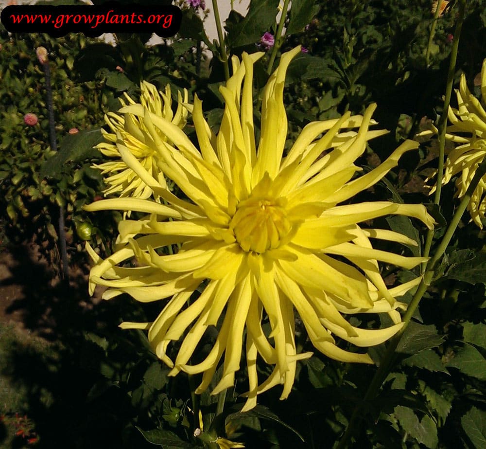 Dahlia roi du midi