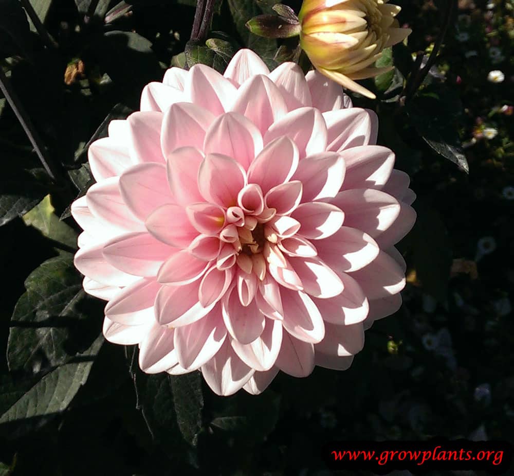 Dahlia rose des sables