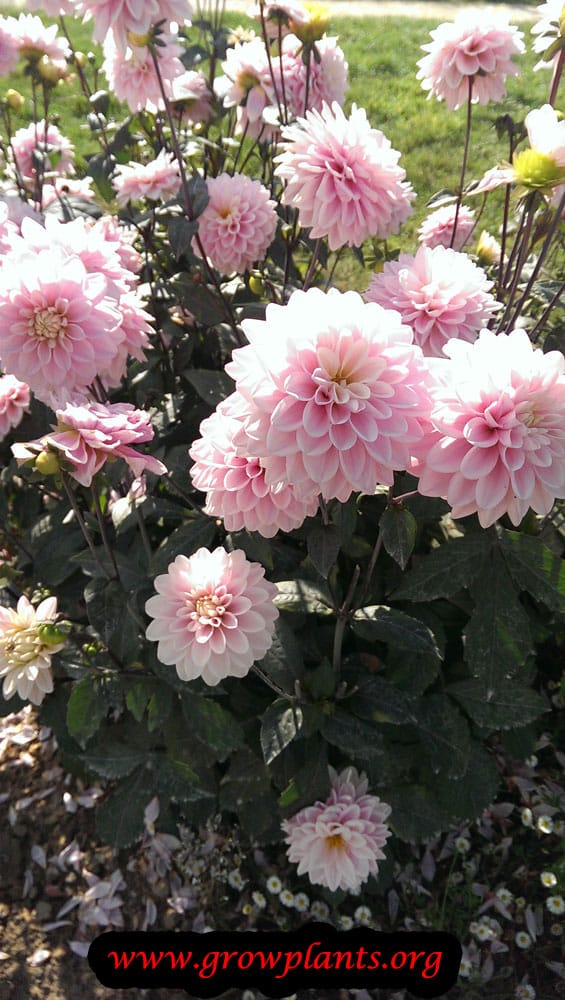 Growing Dahlia rose des sables