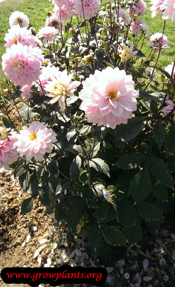 Dahlia rose des sables plant