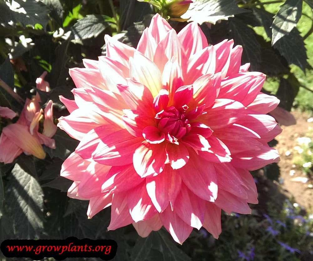 Dahlia samantha