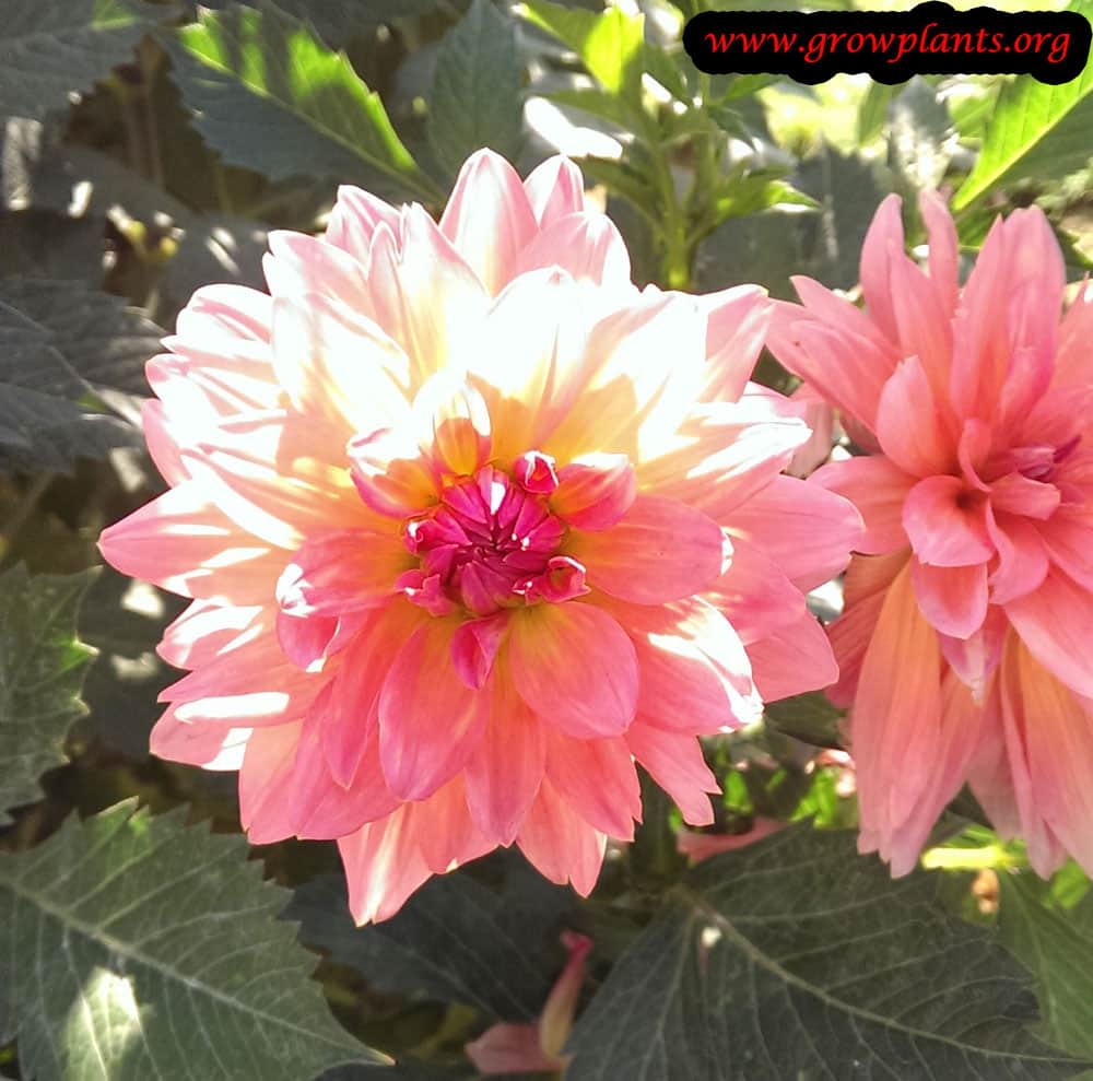 Dahlia samantha flower