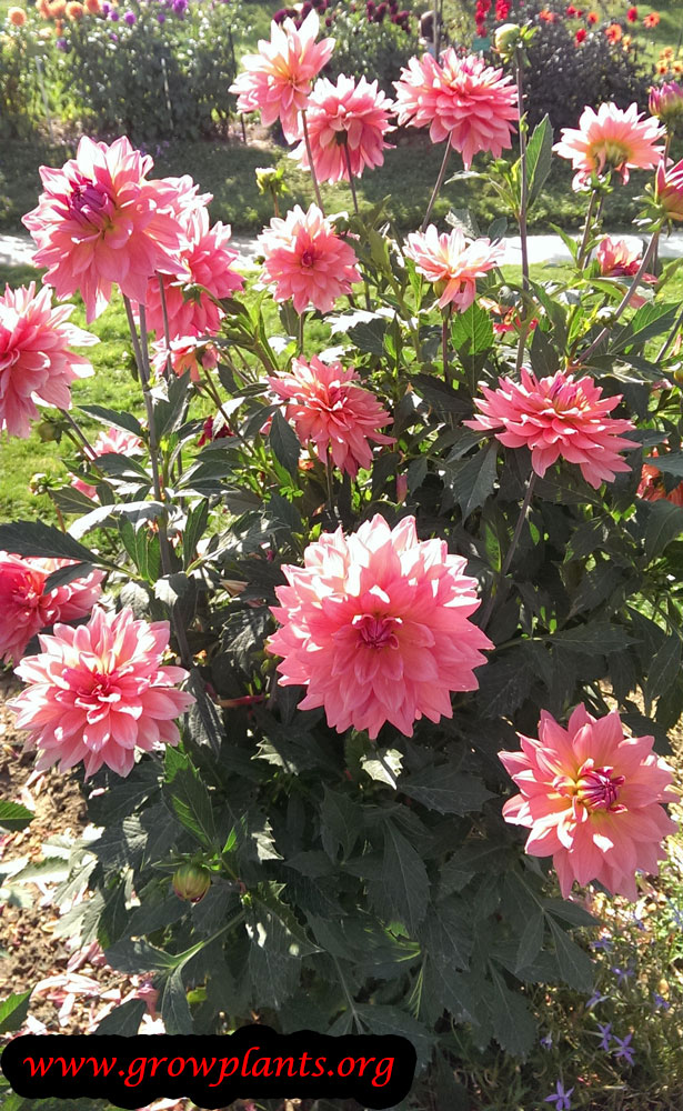 Dahlia samantha plant care