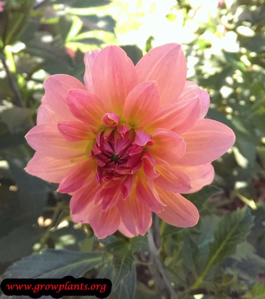 Growing Dahlia samantha plant