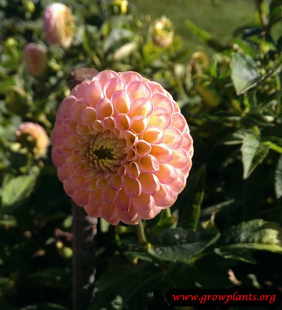 Dahlia Santal How to grow & care