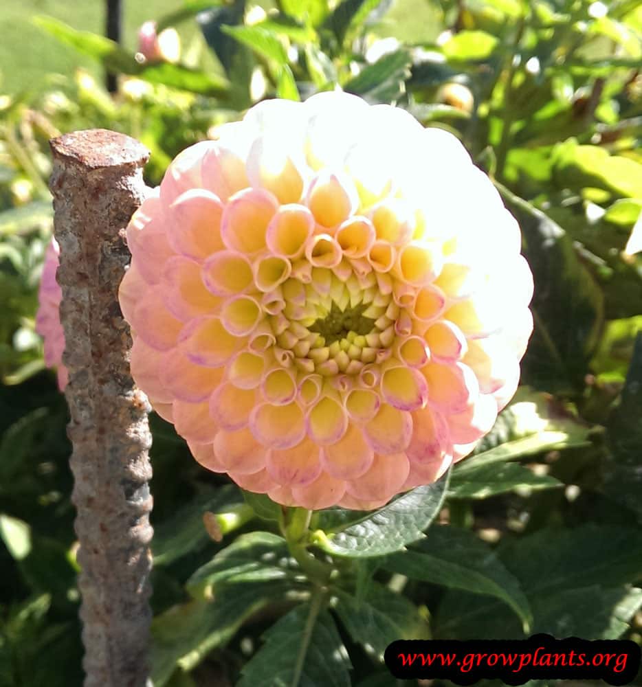 Dahlia Santal How to grow & care