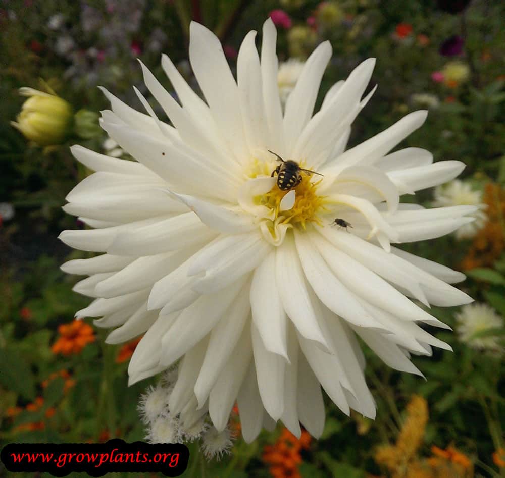 Dahlia semi cactus