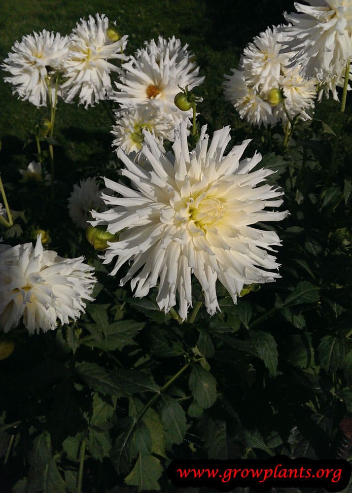 Dahlia semi cactus flower