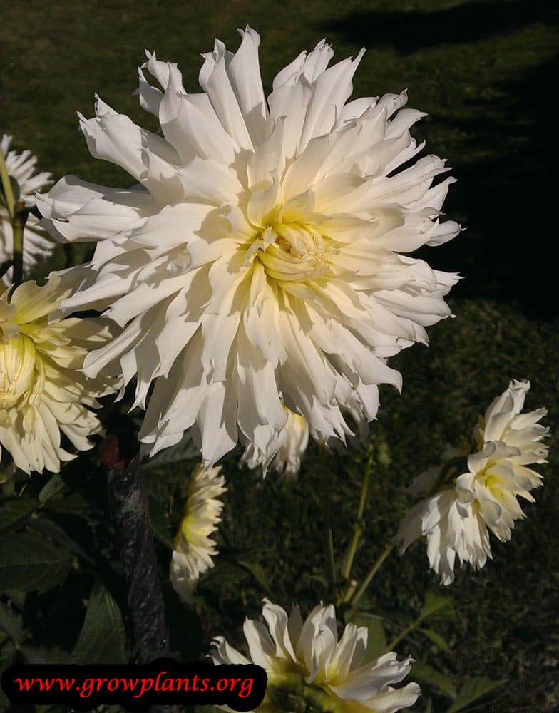 Dahlia semi cactus plant
