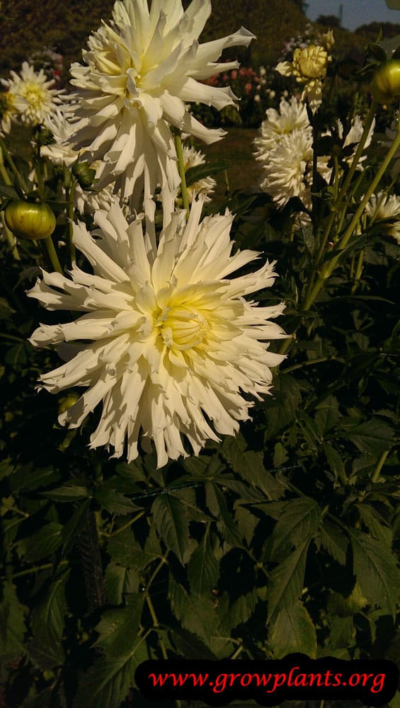 Growing Dahlia semi cactus