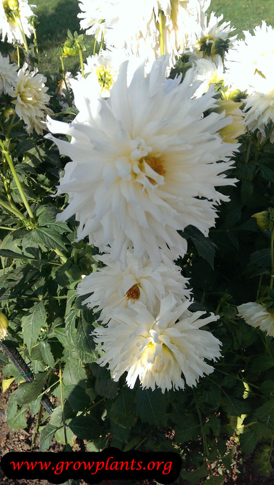 Dahlia semi cactus white flowers