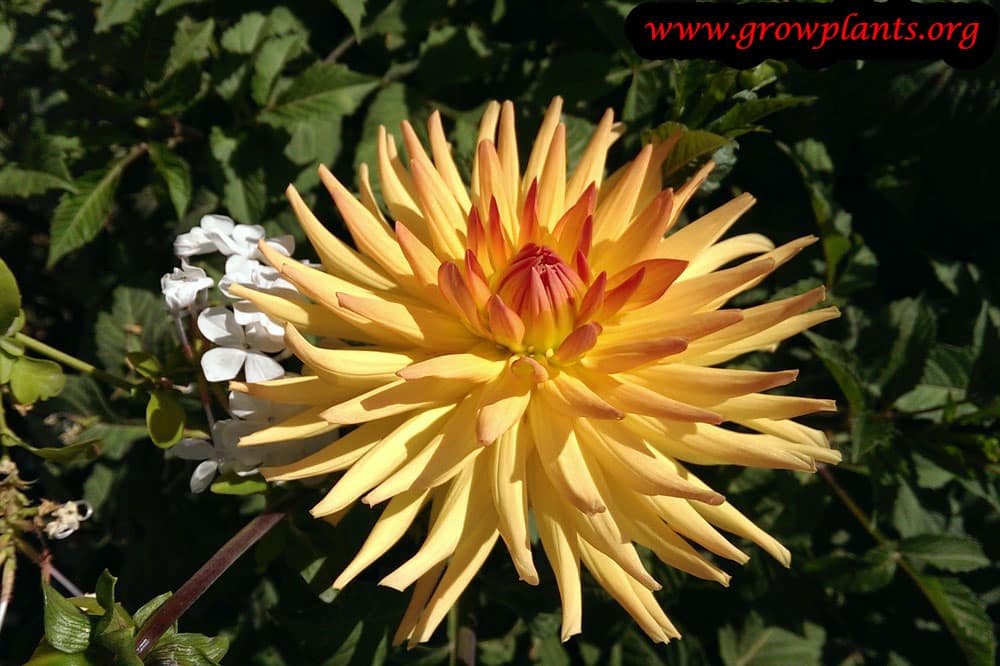 Dahlia semi cactus orange