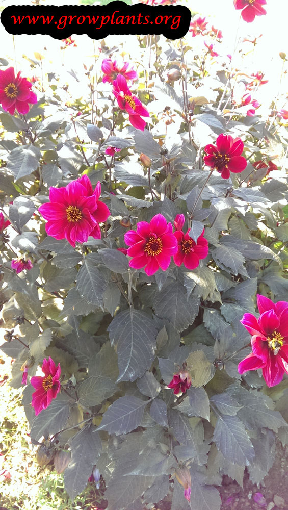 Dahlia simple red