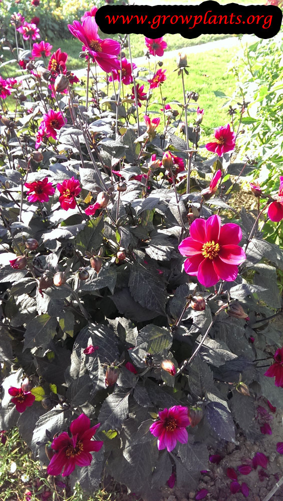 Growing Dahlia simple red