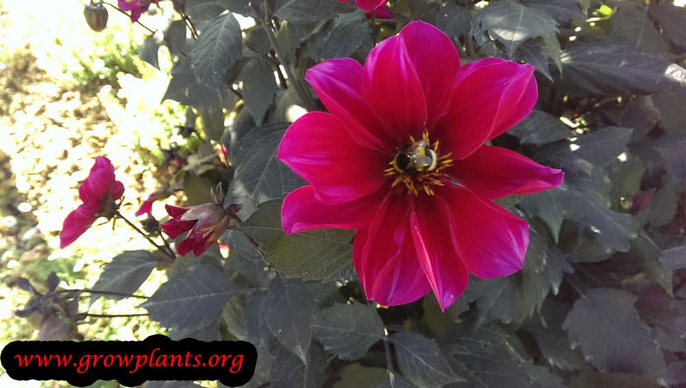 Dahlia simple red flower