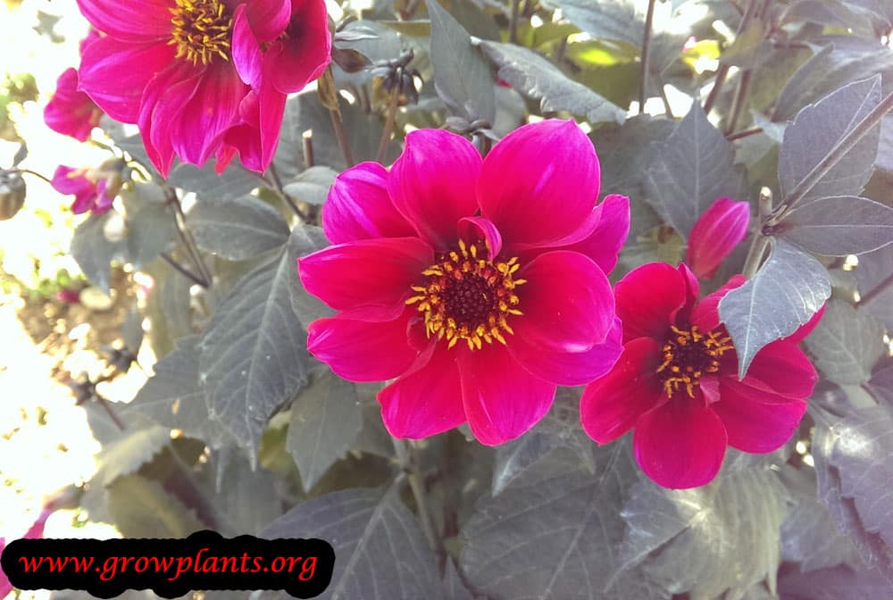 Dahlia simple red plant care