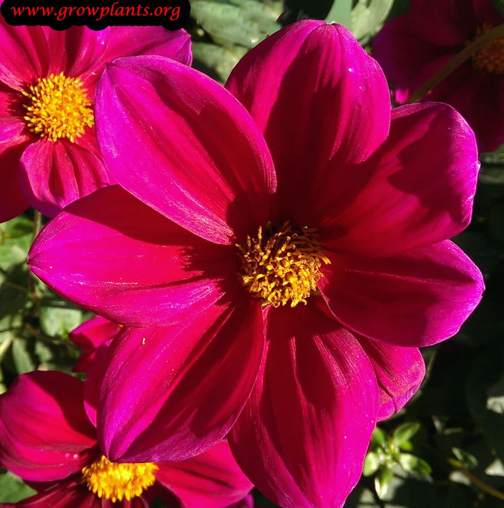 Dahlia single flower How to grow & care