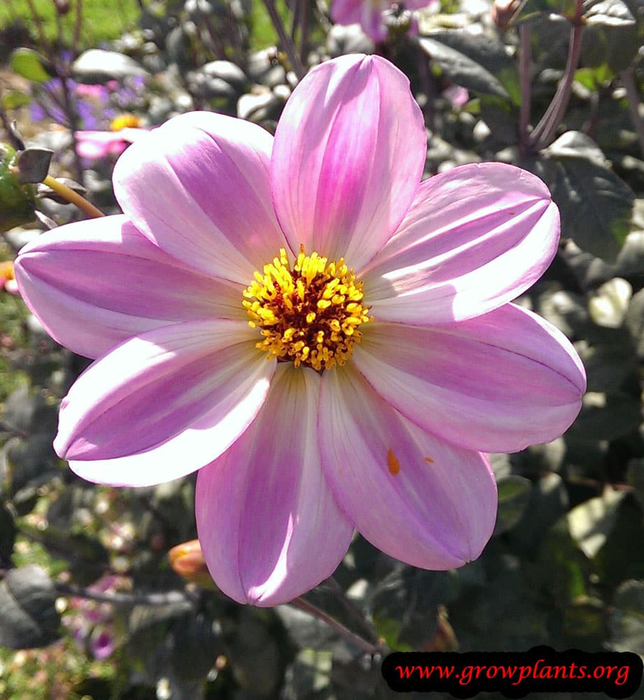 Dahlia single flower How to grow & care