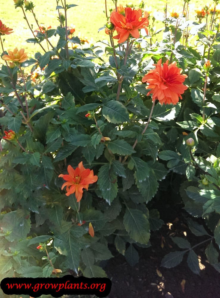 Dahlia Tour du monde How to grow &amp; care