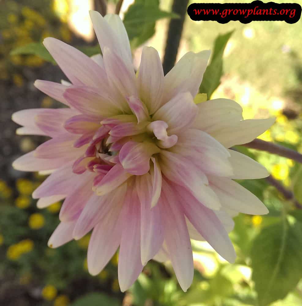 Dahlia versailles