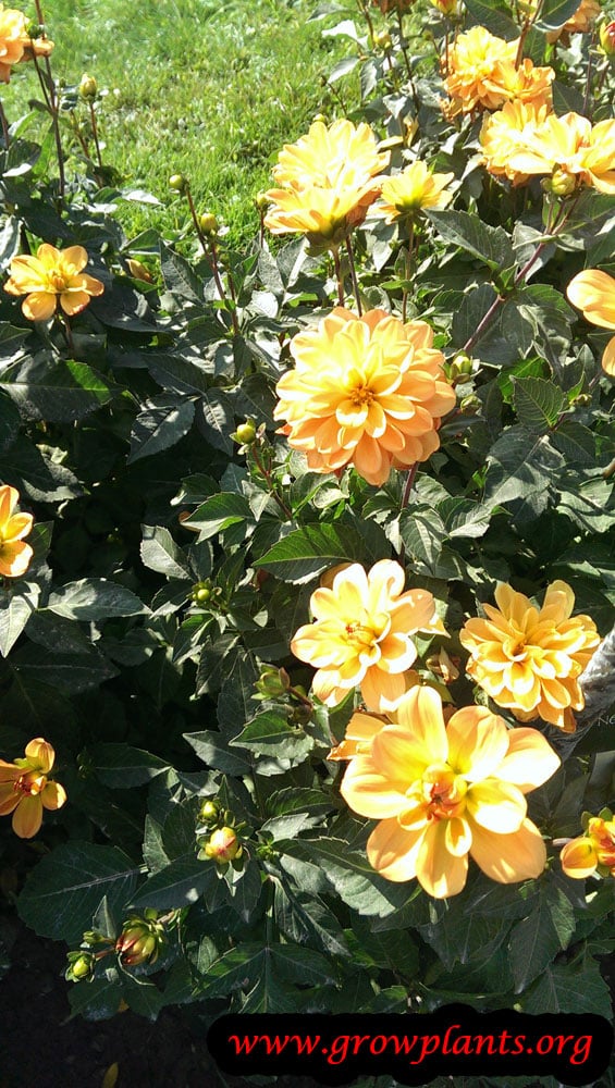 Dahlia Water lily How to grow & care