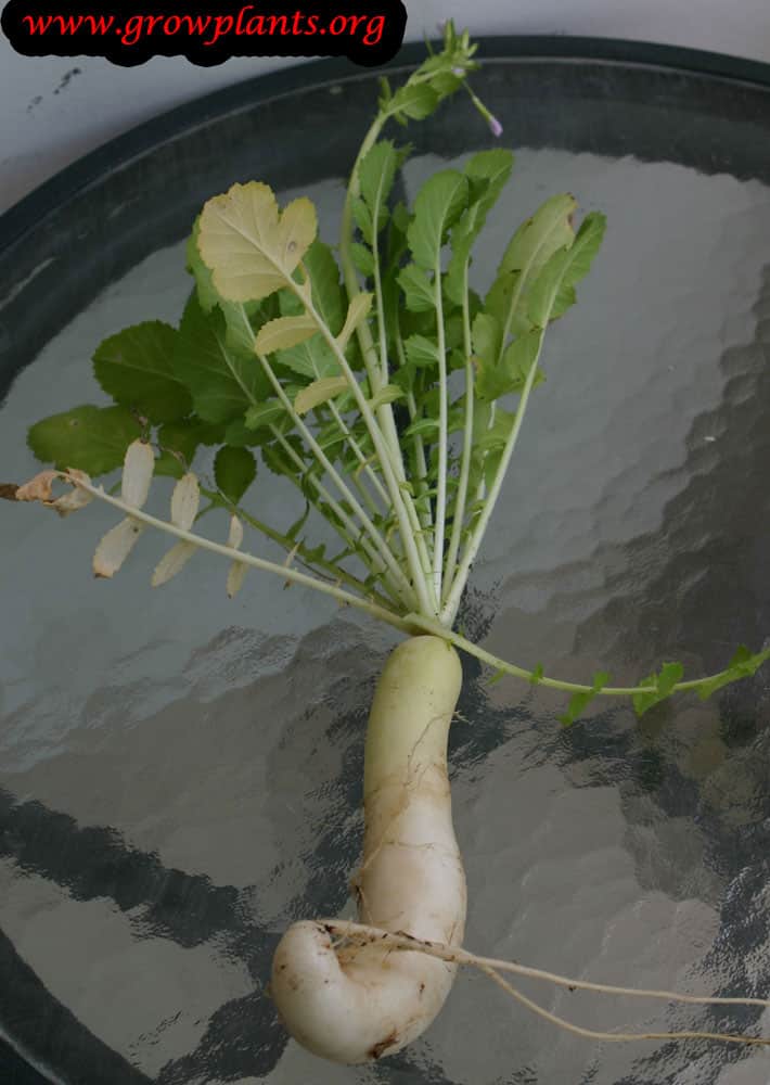 Daikon How to grow &amp; care