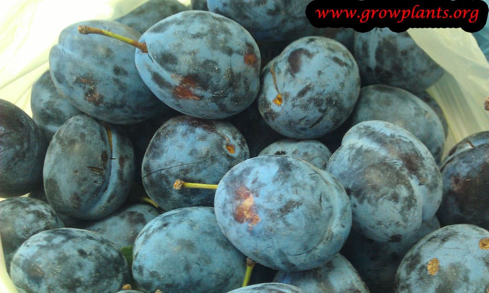 Damson plum