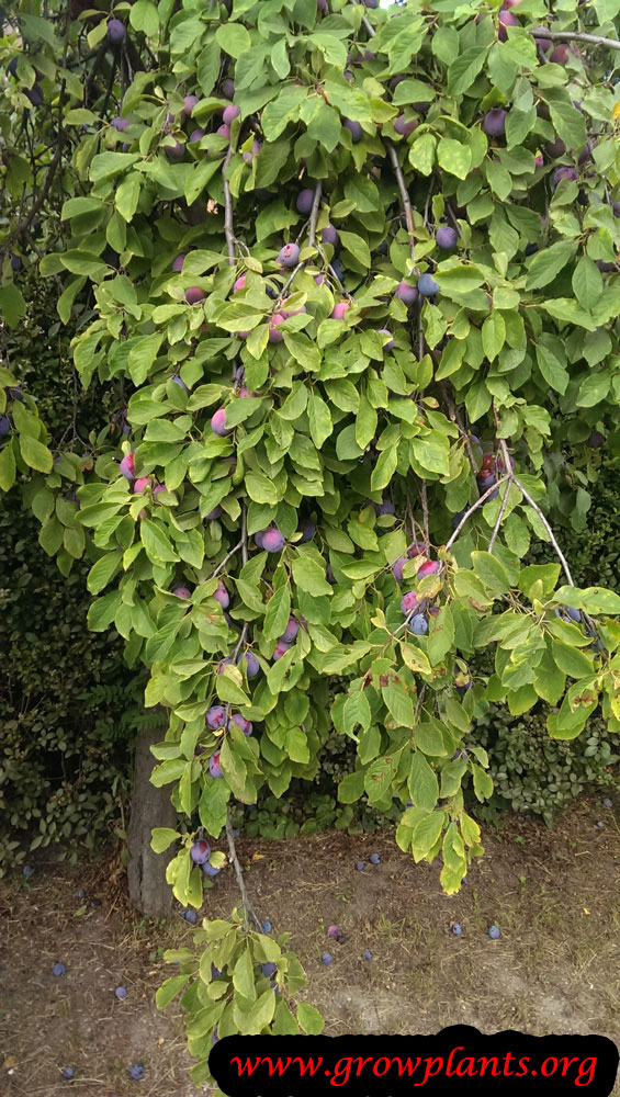 Damson plum tree