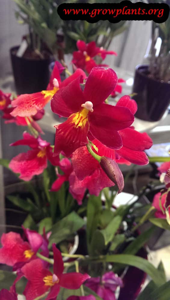 Dancing lady orchid