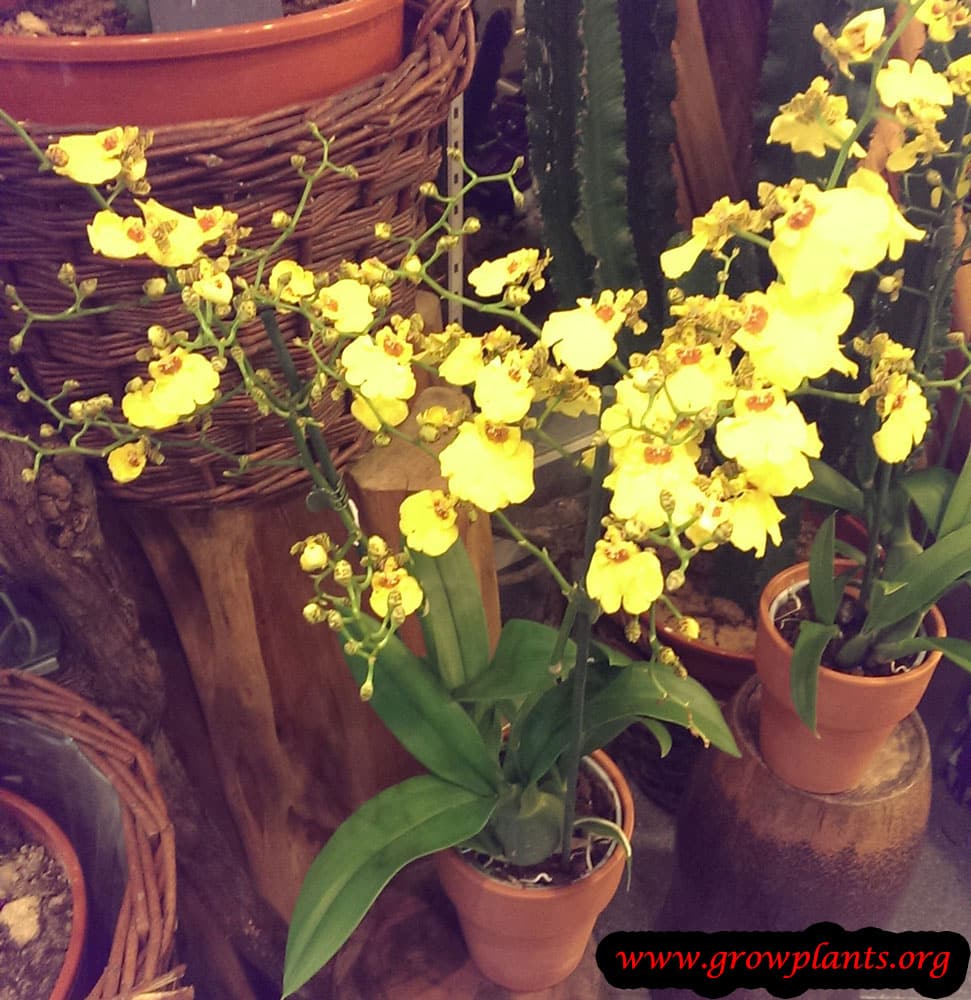 Oncidium plant grow and care