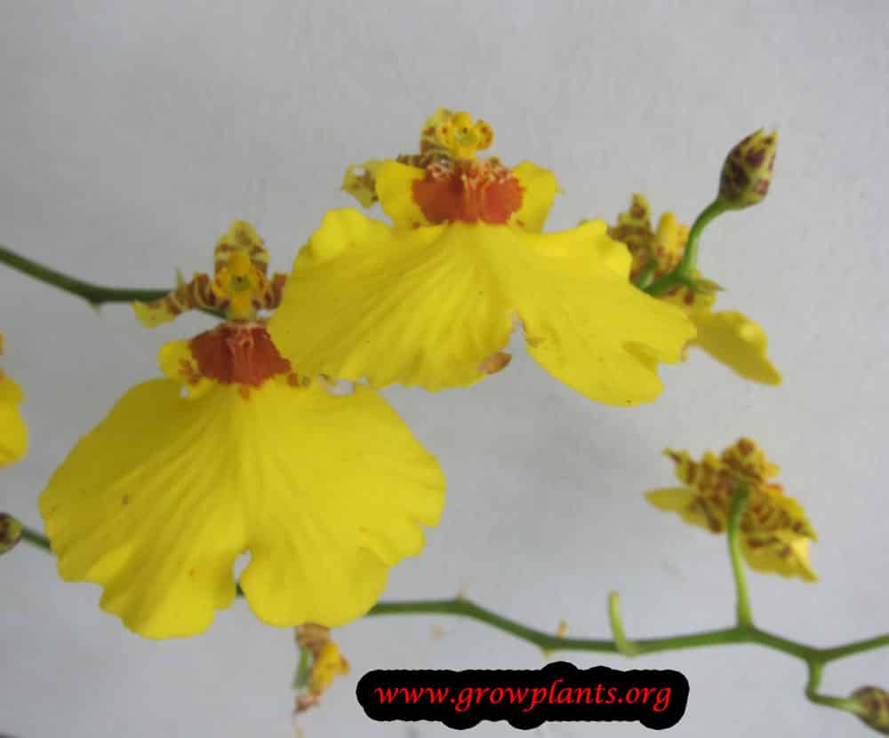 Oncidium flower