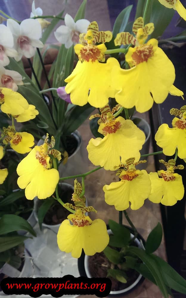 Oncidium flowers care