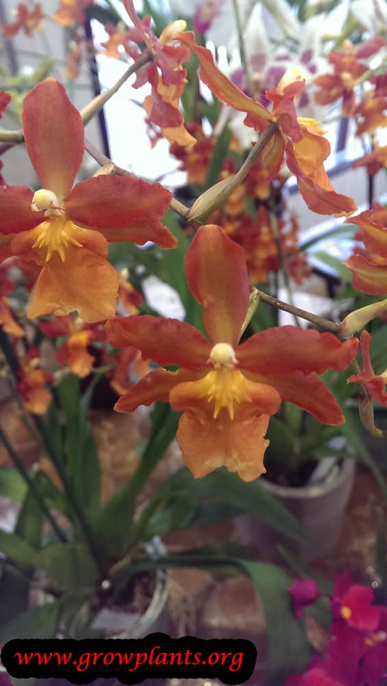 Dancing lady orchid flower