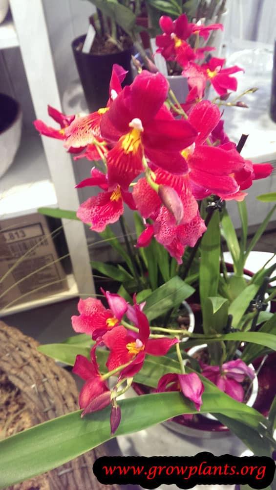 Growing Dancing lady orchid