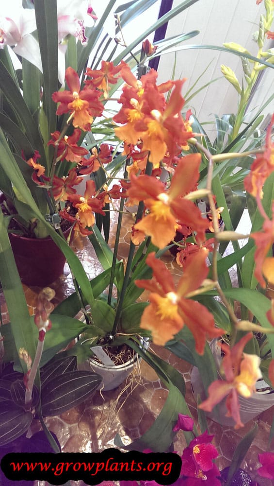 Growing Dancing lady orchid
