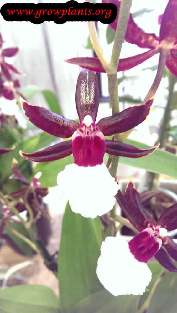 Oncidium