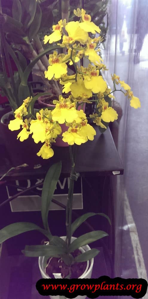 Oncidium plant care